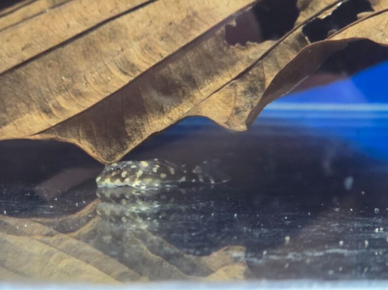 WhatsApp Image 2025-12-04 at 10.34.29 AM (2)